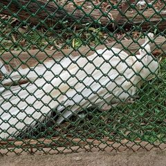 White Peocock in Bannerghatta National Park